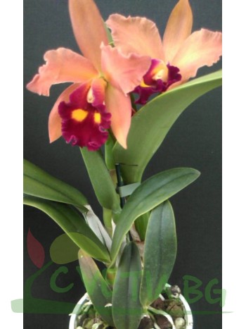 Катлея  (Cattleya) - PR3704